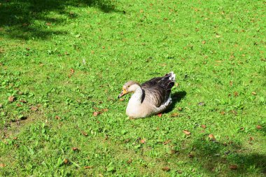 Çimlerin üzerinde kocaman bir kaz