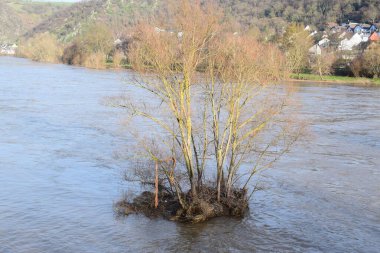 Bir ağaç adasıyla sel baskını