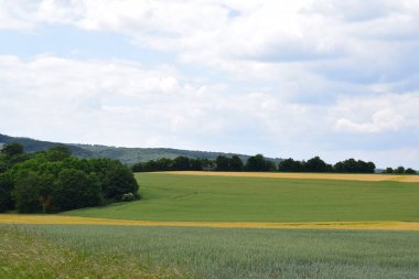 Ağaçlardan ve yeşil otlardan oluşan bir arazi.