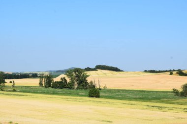 buğday ile güzel alan.