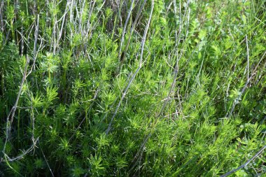 Ormanda yeşil çimenler.