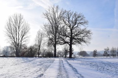 Karda yol ve ağaçlar
