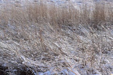 Karlı güzel kış manzarası
