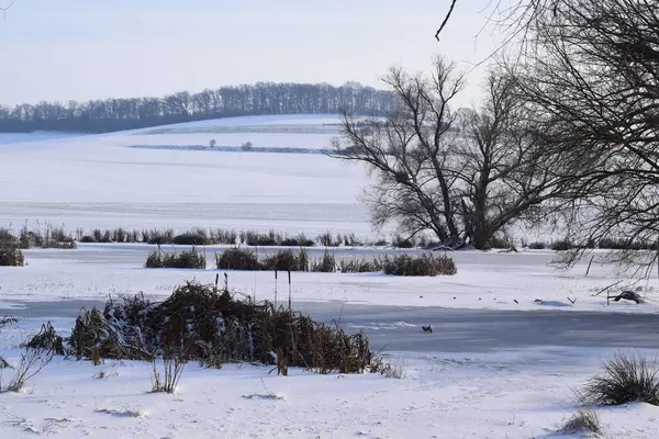 Karla kaplı ağaçlarla kaplı kış manzarası