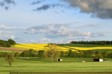 Ağaçları ve mavi gökyüzü olan güzel yeşil tarla