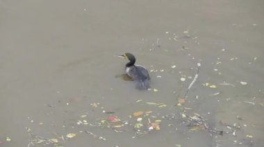 Nehir taşkınında karabatak dalışı