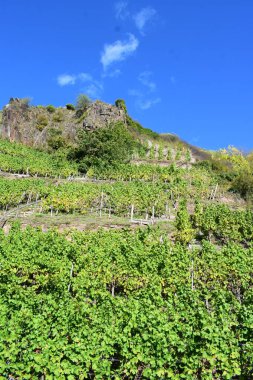 vineyard with blue sky clipart