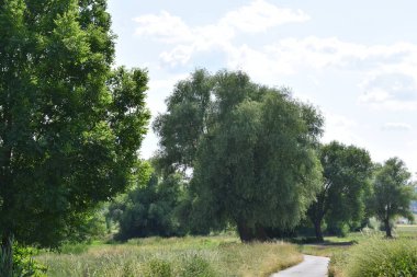 Büyük bataklık ağaçları olan manzara