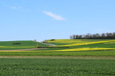 Almanya 'da mavi gökyüzü olan kolza tohumu tarlası