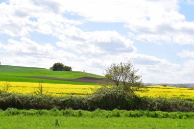 Sarı çiçekli tarla
