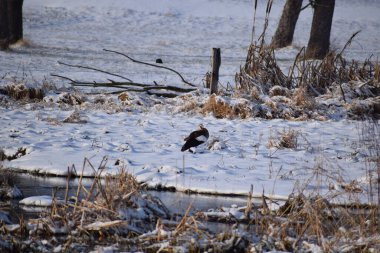 Ormandaki ağaçta bir kuş