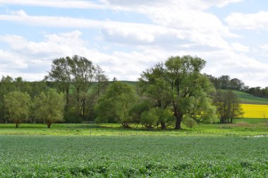 Almanya 'da tecavüz, sarı ağaçlar ve mavi gökyüzü