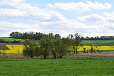 Büyük yeşil bir tarlası ve mavi gökyüzü olan güzel bir manzara.