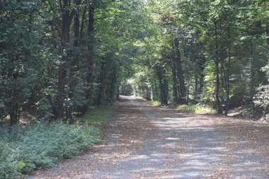 Terk Edilmiş Nurburgring 'li Suedschliefe, yaz