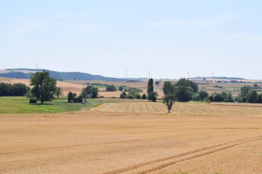 Buğday tarlası ve mavi gökyüzü