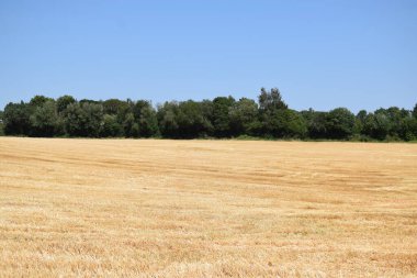 Buğday tarlası ve mavi gökyüzü olan güzel bir manzara.