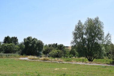 Güzel yeşil çimenler ve mavi bir gökyüzü