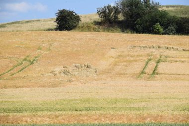 Büyük kamışlı bir tarla