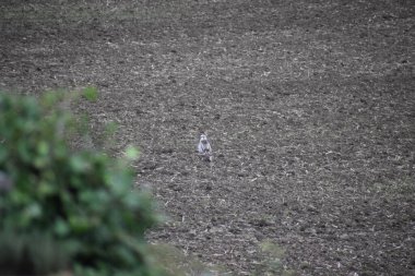 Doğan tarlada avlanıyor.