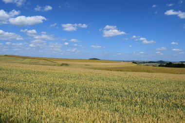 Buğday tarlası olan güzel bir manzara.