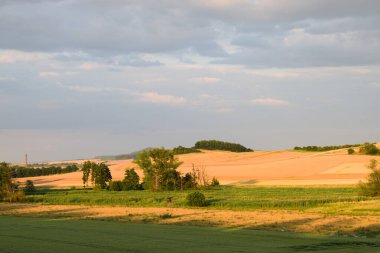 Kırsalda buğday tarlası