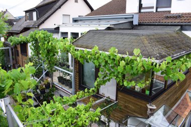 yeşil yapraklar, bitkiler ve yapraklar