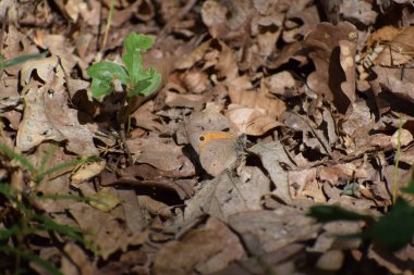 Kahverengi - Ormanda turuncu kelebek