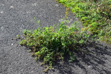 Yol ve çimenler yeşil yapraklarla