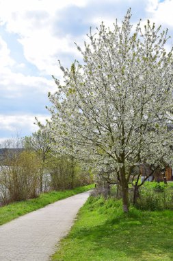 Parkın güzel manzarası