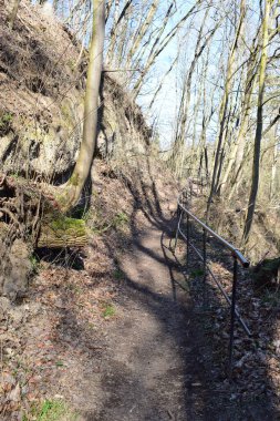 Ormana giden bir yol.