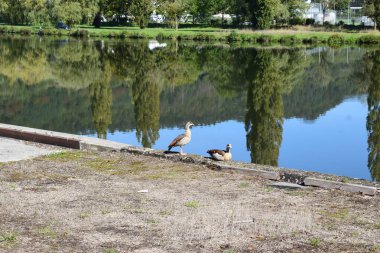 two Geese on the wall at a reservoir clipart