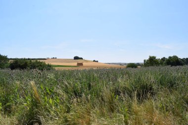 Bir buğday tarlasında manzara