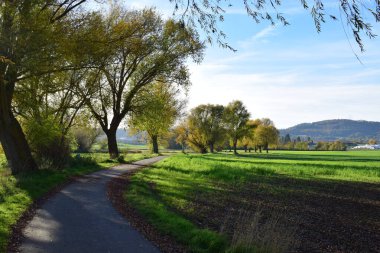 Ağaçların arasından yol manzarası