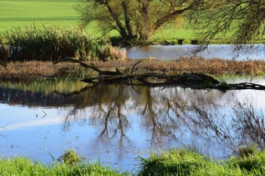 Parktaki küçük nehir.