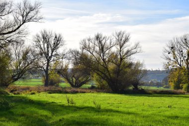 Kırsalda bir ağacı olan güzel bir manzara.
