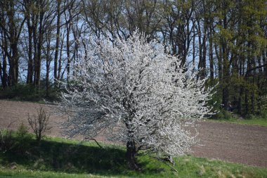 Doğanın güzel manzarası