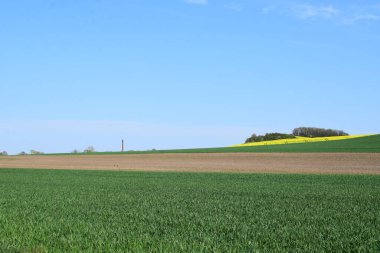 yeşil tarla ve mavi gökyüzü