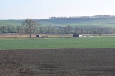Almanya 'da bahar tarlaları