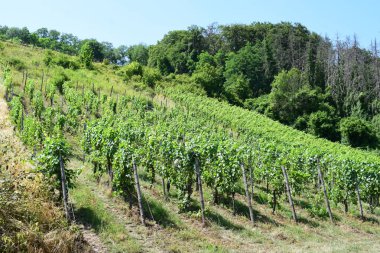 Fransa 'daki Moselle' deki üzüm bağları