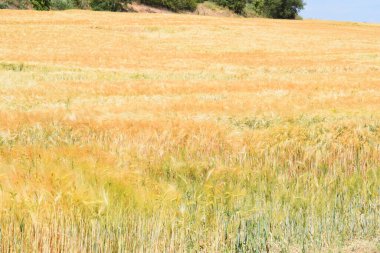 Yazın altın buğday tarlası ve mavi gökyüzü