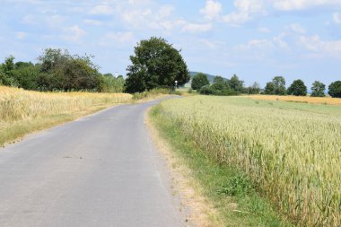 Buğdaylı ve mavi gökyüzü olan bir tarlada yol.