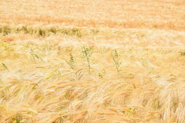 Kırsalda buğday tarlası