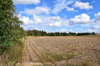 Ağaç tarlası manzarası