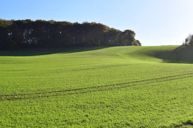 Mavi gökyüzü ve beyaz bulutlu yeşil alan
