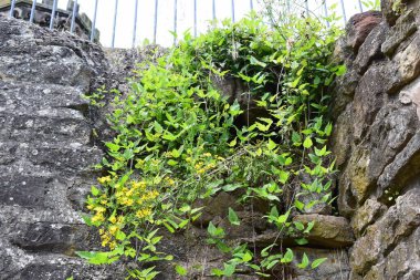 Yeşil yosun ve sarmaşıklı duvar