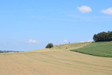 Buğday alan ve mavi gökyüzü manzara