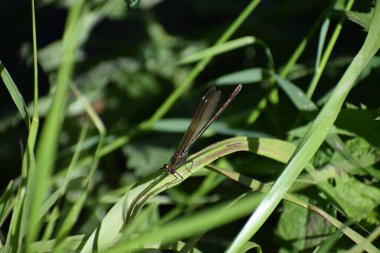 a closeup shot of a dragonfly on a green background clipart