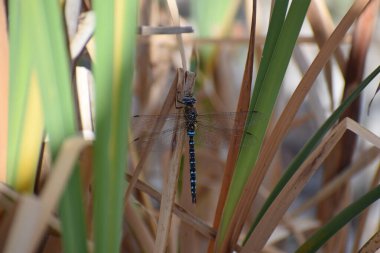 dragonfly on the branch clipart