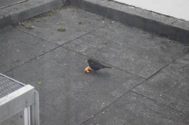 male blackbird with the winter food clipart