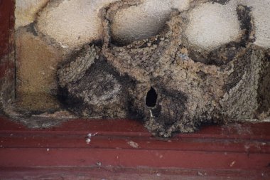 Eski bir evde yuva yapan sıradan kırlangıçlar.